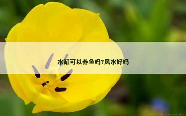 水缸可以養魚嗎?風水好嗎