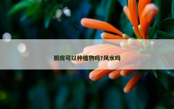 廚房可以種植物嗎?風水嗎