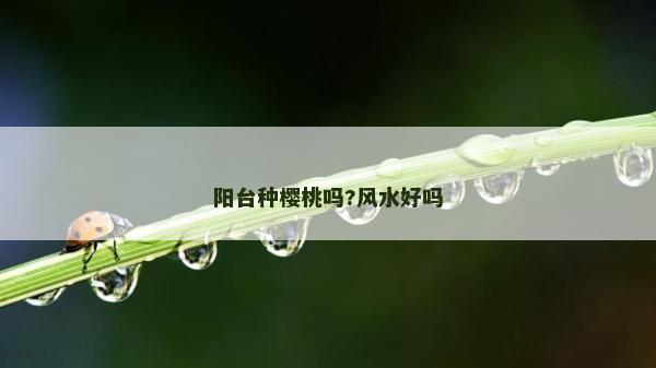 陽臺種櫻桃嗎?風水好嗎