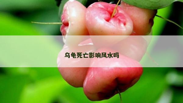 烏龜死亡影響風水嗎