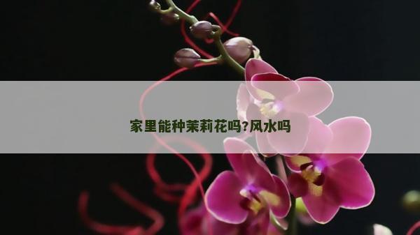 家里能種茉莉花嗎?風(fēng)水嗎