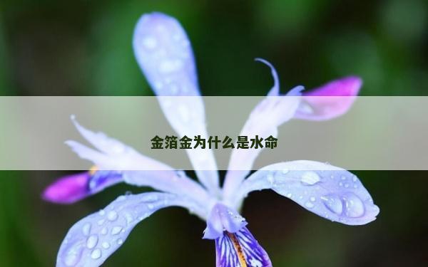 金箔金為什么是水命