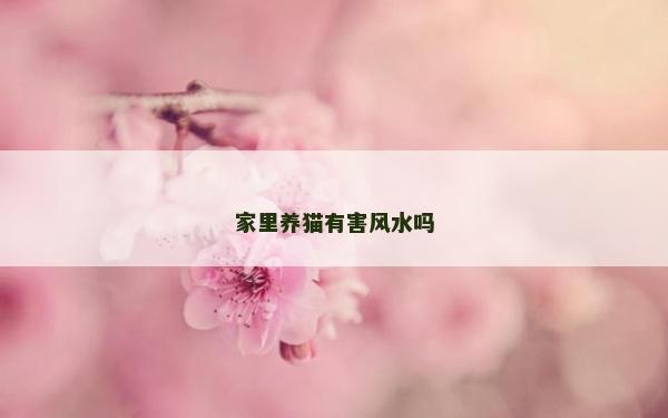 家里養貓有害風水嗎