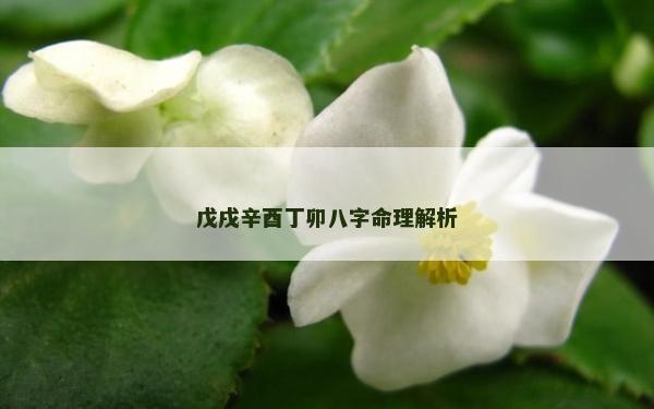 戊戌辛酉丁卯八字命理解析