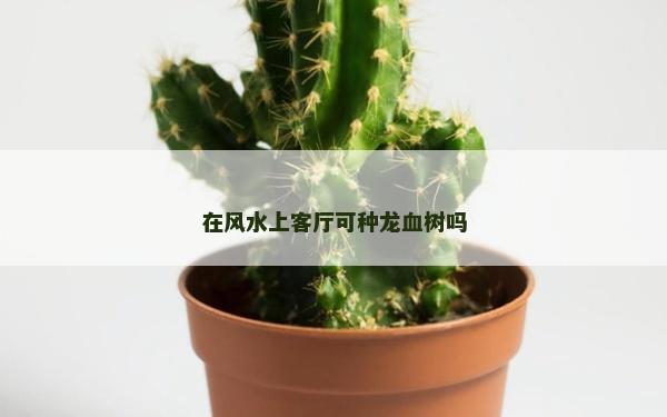 在風水上客廳可種龍血樹嗎