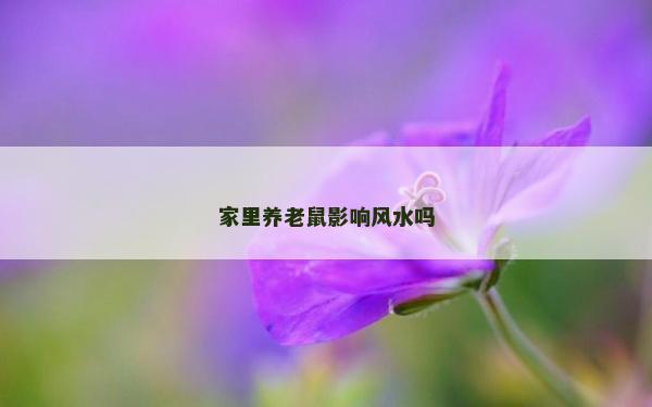 家里養老鼠影響風水嗎