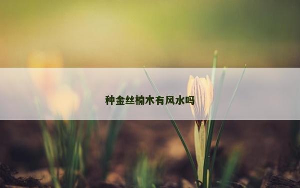 種金絲楠木有風水嗎