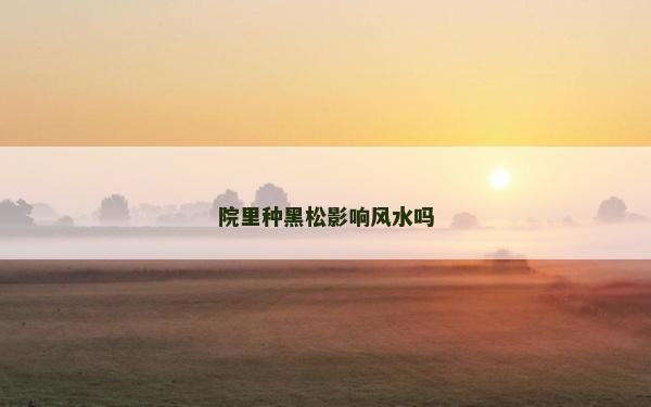 院里種黑松影響風水嗎