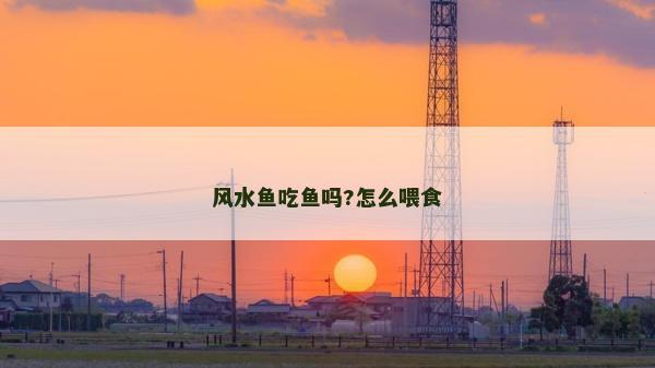 風水魚吃魚嗎?怎么喂食