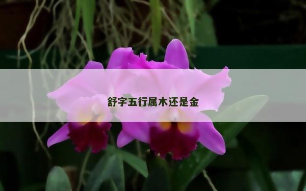 舒字五行屬木還是金 舒字五行屬木還是金