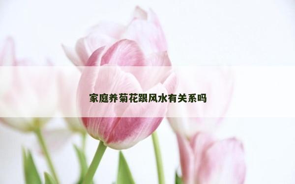 家庭養(yǎng)菊花跟風(fēng)水有關(guān)系嗎
