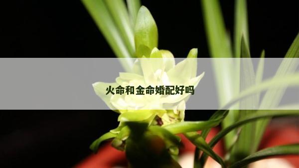火命和金命婚配好嗎