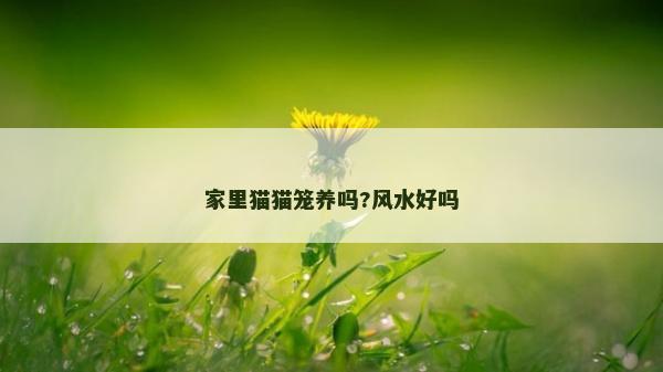 家里貓貓籠養(yǎng)嗎?風(fēng)水好嗎
