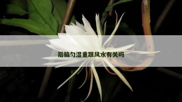 后腦勺濕重跟風(fēng)水有關(guān)嗎