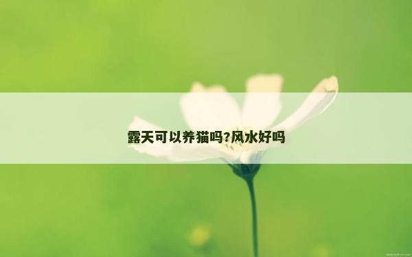 露天可以養貓嗎?風水好嗎 露天可以養貓嗎?風水好嗎