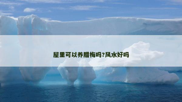屋里可以養臘梅嗎?風水好嗎