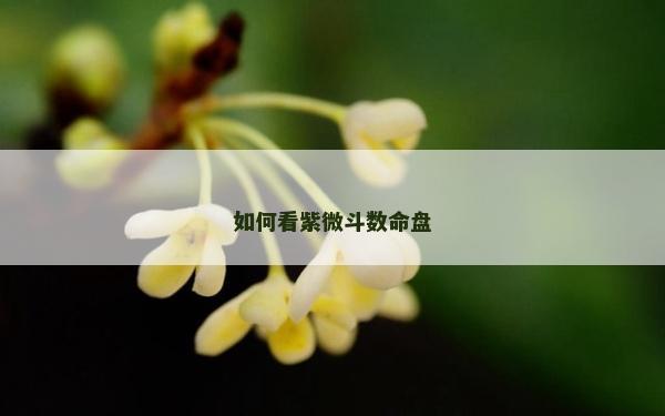 如何看紫微斗數命盤