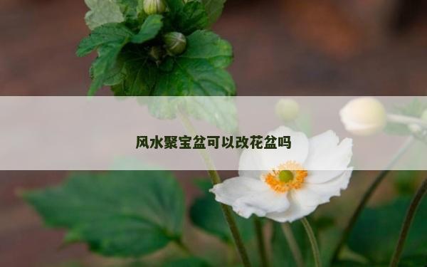 風水聚寶盆可以改花盆嗎