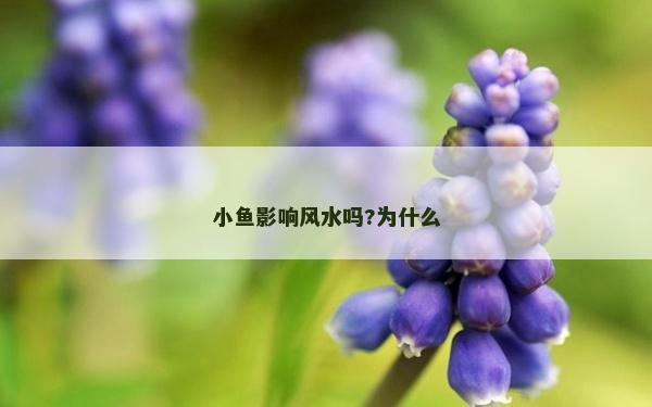 小魚影響風(fēng)水嗎?為什么