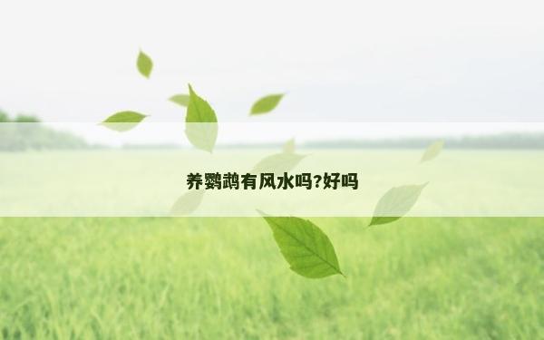 養鸚鵡有風水嗎?好嗎