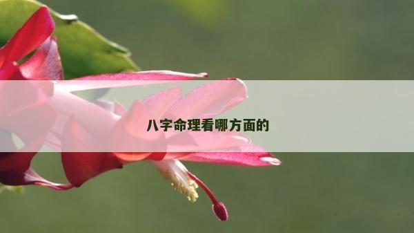 八字命理看哪方面的