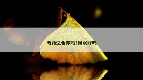 芍藥適合養嗎?風水好嗎