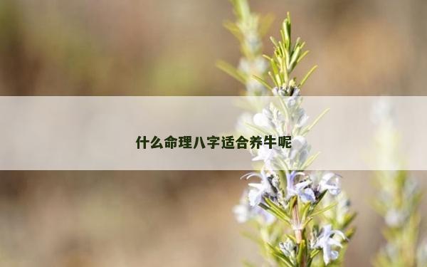 什么命理八字適合養牛呢