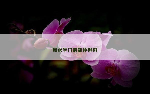 風水學門前能種柳樹 風水學門前能種柳樹