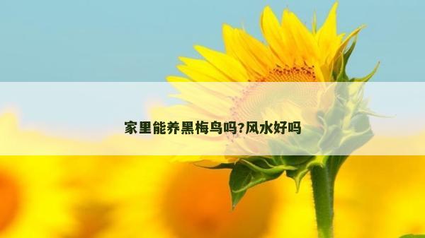 家里能養(yǎng)黑梅鳥嗎?風(fēng)水好嗎