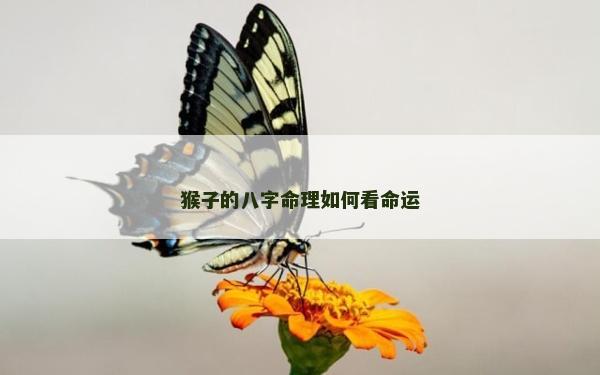 猴子的八字命理如何看命運
