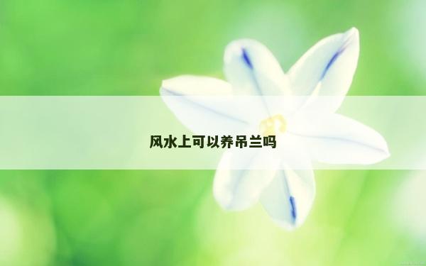 風水上可以養吊蘭嗎