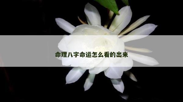 命理八字命運怎么看的出來