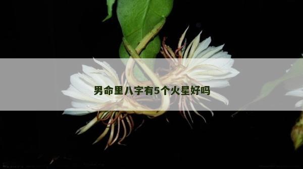 男命里八字有5個火星好嗎