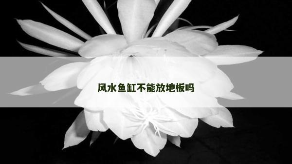 風水魚缸不能放地板嗎
