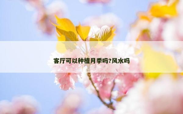 客廳可以種植月季嗎?風水嗎