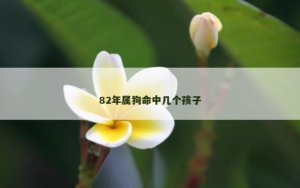 82年屬狗命中幾個孩子