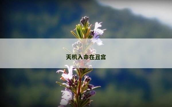 天機入命在丑宮