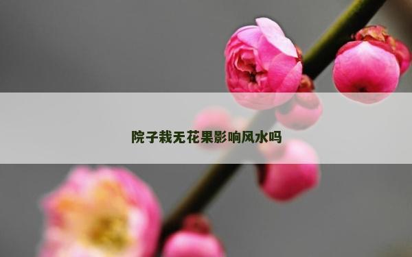 院子栽無花果影響風水嗎 院子栽無花果影響風水嗎