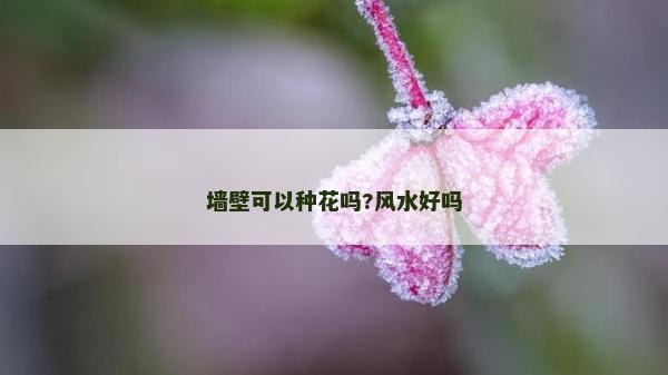 墻壁可以種花嗎?風水好嗎