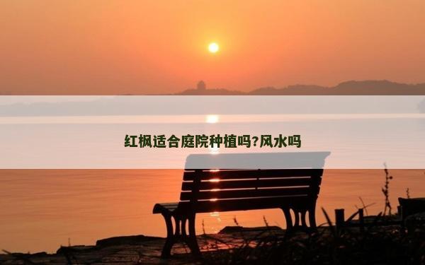 紅楓適合庭院種植嗎?風(fēng)水嗎