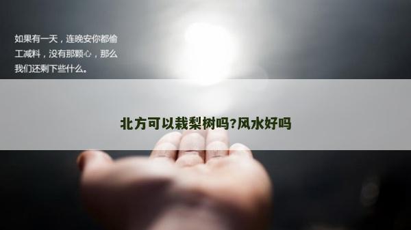 北方可以栽梨樹嗎?風水好嗎