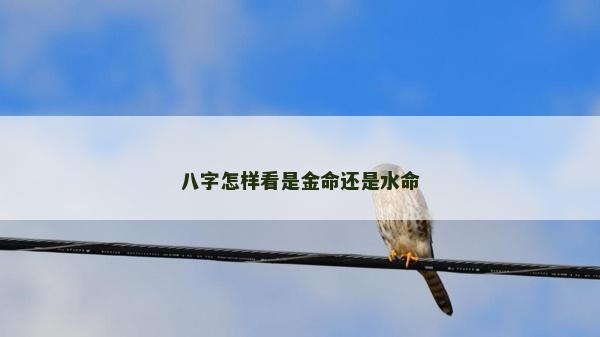 八字怎樣看是金命還是水命