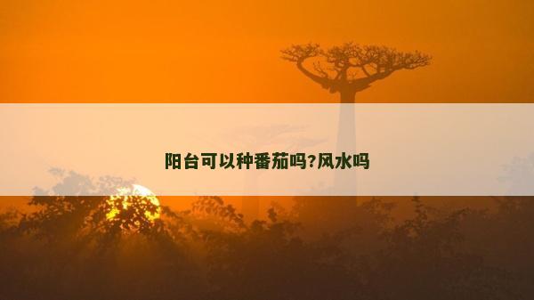 陽臺可以種番茄嗎?風水嗎