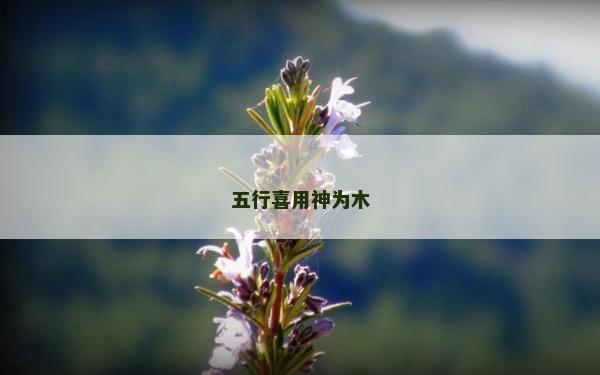 五行喜用神為木
