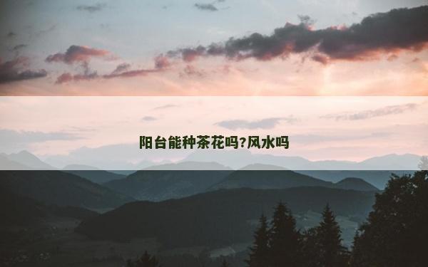 陽臺能種茶花嗎?風水嗎