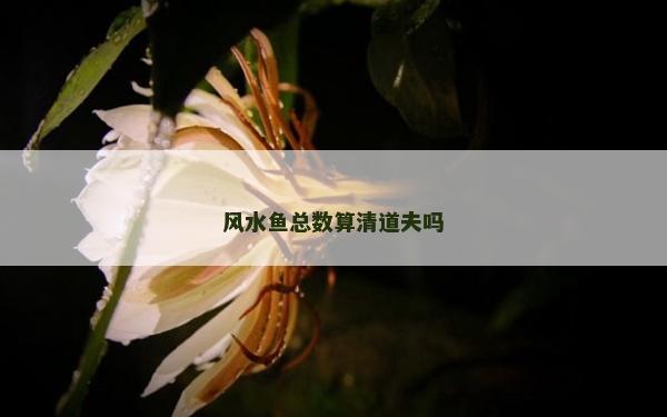 風水魚總數算清道夫嗎