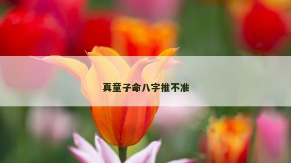 真童子命八字推不準