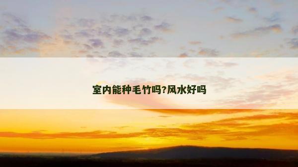 室內能種毛竹嗎?風水好嗎