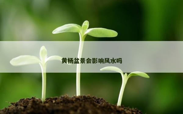 黃楊盆景會影響風水嗎