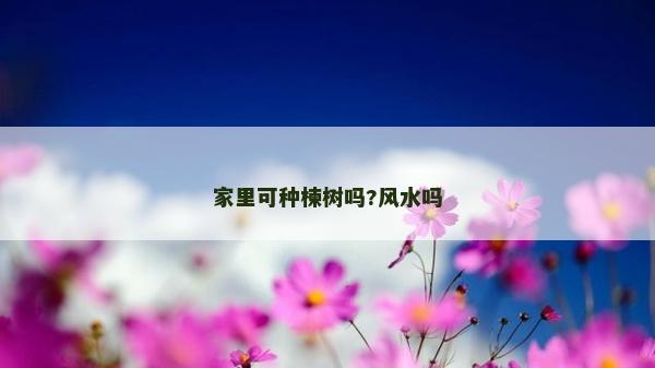 家里可種楝樹嗎?風水嗎